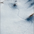 Mini footprints in the snow